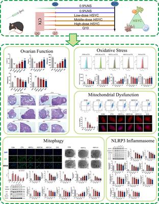 Investigation of He’s Yang Chao recipe against oxidative stress-related mitophagy and pyroptosis to improve ovarian function